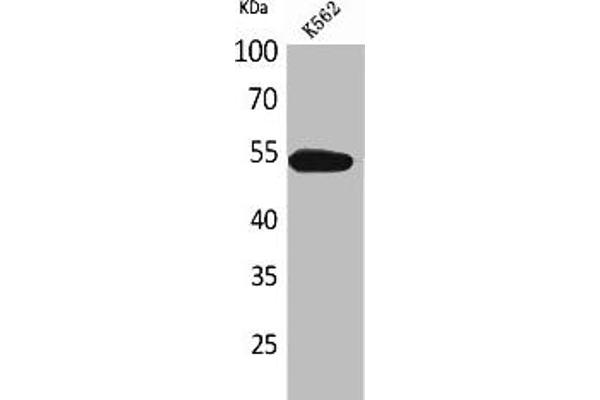 SIGLEC8 antibody  (Internal Region)