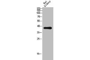 Western Blot analysis of RAT-kidney cells using CD300c Polyclonal Antibody (CD300c antibody  (Internal Region))