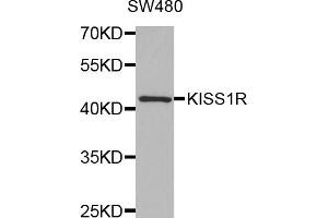 Western blot analysis of extracts of SW480 cells, using KISS1R antibody (ABIN5971525) at 1:350 dilution. (KISS1R antibody)