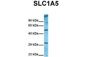Host:  Rabbit  Target Name:  SLC1A5  Sample Tissue:  Human 293T  Antibody Dilution:  1. (SLC1A5 antibody  (Middle Region))