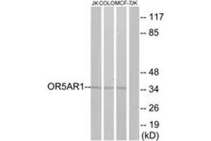 Western Blotting (WB) image for anti-Olfactory Receptor, Family 5, Subfamily AR, Member 1 (OR5AR1) (AA 239-288) antibody (ABIN2891021) (OR5AR1 antibody  (AA 239-288))