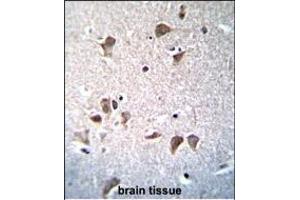 OCT3/4 Antibody  (ABIN655493 and ABIN2845012) immunohistochemistry analysis in formalin fixed and paraffin embedded human brain tissue followed by peroxidase conjugation of the secondary antibody and DAB staining. (OCT4 antibody  (AA 265-297))