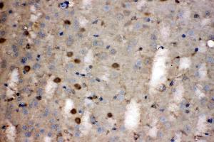LDHB was detected in paraffin-embedded sections of mouse brain tissues using rabbit anti- LDHB Antigen Affinity purified polyclonal antibody (Catalog # ) at 1 µg/mL. (LDHB antibody  (AA 237-334))
