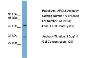 WB Suggested Anti-APOL5  Antibody Titration: 0. (Apolipoprotein L 5 antibody  (C-Term))
