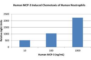 SDS-PAGE of Human Monocyte Chemotactic Protein-3 (CCL7) Recombinant Protein Bioactivity of Human Monocyte Chemotactic Protein-3 (CCL7) Recombinant Protein. (CCL7 Protein)