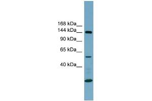 WB Suggested Anti-ITGA8 Antibody Titration:  0. (ITGA8 antibody  (N-Term))