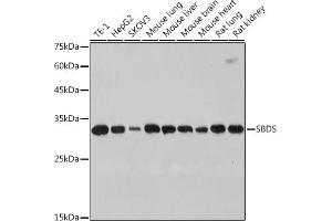 Western blot analysis of extracts of various cell lines, using SBDS antibody (ABIN7270289) at 1:1000 dilution. (SBDS antibody)