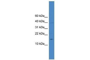 IL17A antibody used at 0. (Interleukin 17a antibody  (N-Term))