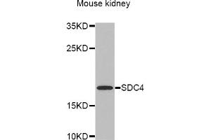 Western blot analysis of extracts of mouse kidney, using SDC4 antibody (ABIN5970935) at 1/1000 dilution. (SDC4 antibody)
