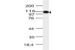 Image no. 1 for anti-ArfGAP with SH3 Domain, Ankyrin Repeat and PH Domain 2 (ASAP2) (AA 500-760) antibody (ABIN5027043) (ASAP2 antibody  (AA 500-760))