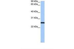 CCDC46 antibody  (AA 62-111)