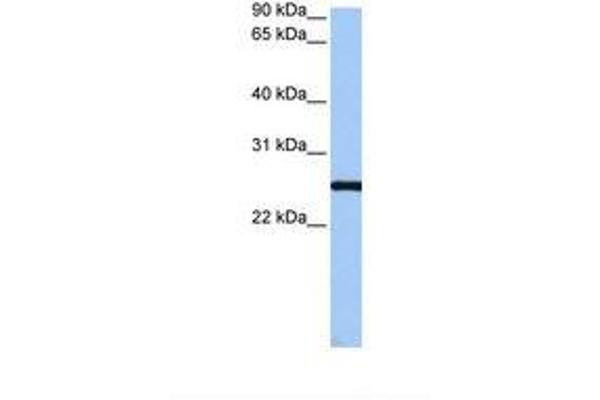 CCDC46 antibody  (AA 62-111)