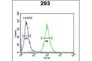 SPB3 Antibody (N-term) (ABIN390500 and ABIN2840856) flow cytometric analysis of 293 cells (right histogram) compared to a negative control cell (left histogram). (HSPB3 antibody  (N-Term))