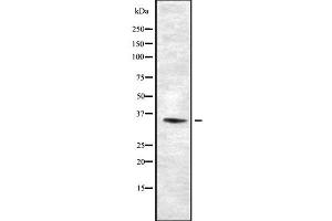 Western blot analysis OR10K1/10K2 using HuvEc whole cell lysates (OR10K1/K2 antibody)