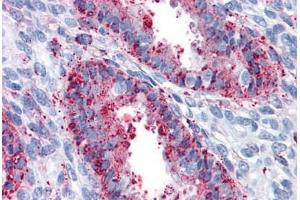 Anti-ENTPD2 antibody  ABIN960773 IHC staining of human uterus. (ENTPD2 antibody  (Internal Region))