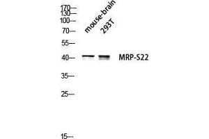 Western Blot (WB) analysis of Mouse Brain 293T lysis using MRP-S22 antibody. (MRPS22 antibody  (Internal Region))