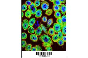 Confocal immunofluorescent analysis of HN1 Antibody with A549 cell followed by Alexa Fluor 488-conjugated goat anti-rabbit lgG (green). (HN1 antibody  (AA 58-86))