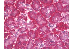 Anti-PFDN5 / MM1 antibody IHC staining of human pancreas. (PFDN5 antibody  (HRP))