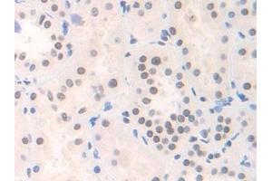 Immunohistochemistry (IHC) image for anti-Family with Sequence Similarity 19 (Chemokine (C-C Motif)-Like), Member A3 (FAM19A3) (AA 44-130) antibody (ABIN7441964)