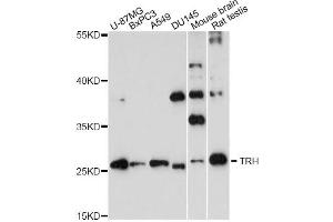 Western blot analysis of extracts of various cell lines, using TRH antibody (ABIN6292426) at 1:3000 dilution.