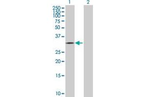 Western Blot analysis of CDK10 expression in transfected 293T cell line by CDK10 MaxPab polyclonal antibody. (CDK10 antibody  (AA 1-331))