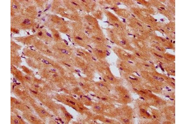 SERF1A antibody  (AA 1-74)