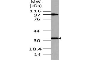 Image no. 1 for anti-Myeloid Differentiation Primary Response Gene (88) (MYD88) (AA 1-200) antibody (ABIN5027378) (MYD88 antibody  (AA 1-200))