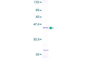 H3F3B Protein (AA 1-136) (GST tag)