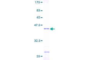 Image no. 1 for H3 Histone, Family 3B (H3.3B) (H3F3B) (AA 1-136) protein (GST tag) (ABIN1306300) (H3F3B Protein (AA 1-136) (GST tag))