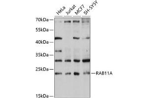 Western blot analysis of extracts of various cell lines, using RA antibody (ABIN3021607, ABIN3021608, ABIN3021609 and ABIN6215361) at 1:1000 dilution. (RAB11A antibody  (AA 1-216))