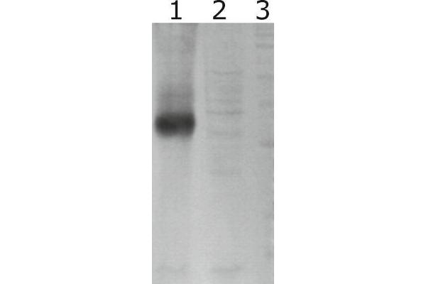 GFRA3 antibody