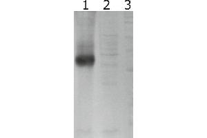 Western-Blot detection of human GFRα-3 expressed in CHO cells.