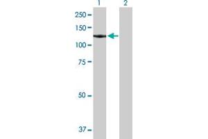 Western Blot analysis of GTF3C2 expression in transfected 293T cell line by GTF3C2 MaxPab polyclonal antibody.