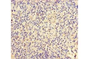 Immunohistochemistry of paraffin-embedded human spleen tissue using ABIN7152778 at dilution of 1:100 (FGF13 antibody  (AA 1-245))