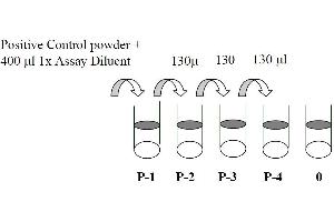 This picture shows the preparation of the positive control. (c-MET ELISA Kit)