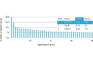 Protein Array (PAr) image for anti-Interferon gamma (IFNG) antibody (ABIN7456092) (Interferon gamma antibody)