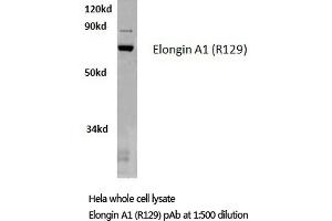 Western blot (WB) analysis of Elongin A1 antibody in extracts from HELA cells.