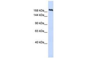 Image no. 1 for anti-Structural Maintenance of Chromosomes 2 (SMC2) (AA 396-445) antibody (ABIN6743413)
