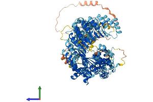 AlphaFold protein structure predicition of Human Recombinant NLRP2 Protein, UniprotID Q9NX02 (NLRP2 Protein (AA 1-1062) (His tag))