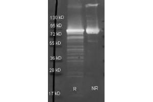 Goat anti Maltose Phosphorylase antibody  was used to detect Maltose Phosphorylase under reducing (R) and non-reducing (NR) conditions. (Maltose Phosphorylase antibody  (HRP))