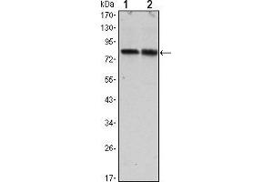 Western blot analysis using CRTC2 mouse mAb against Hela (1) and HEK293 (2) cell lysate.
