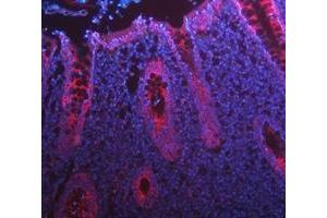 IF analysis of Cytokeratin 8/KRT8 using anti-Cytokeratin 8/KRT8 antibody (ABIN5518853). (KRT8 antibody  (AA 107-325))