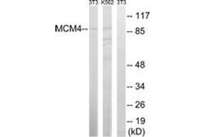 Western blot analysis of extracts from NIH-3T3/K562 cells, using MCM4 (Ab-54) Antibody. (MCM4 antibody  (AA 20-69))