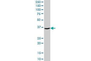 AKR7A3 MaxPab polyclonal antibody.