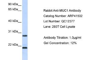 Western Blotting (WB) image for anti-Mucin 1 (MUC1) (N-Term) antibody (ABIN2776851) (MUC1 antibody  (N-Term))