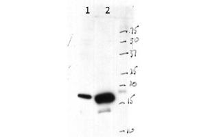 Western Blot of Rabbit anti-Histone 3 antibody. (Histone 3 antibody  (C-Term))
