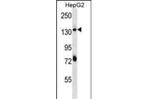 PLEKHH1 Antibody (C-term) (ABIN656704 and ABIN2845936) western blot analysis in HepG2 cell line lysates (35 μg/lane).