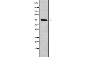 Western blot analysis of HGFAC using NIH-3T3 whole cell lysates (HGFA antibody  (C-Term))