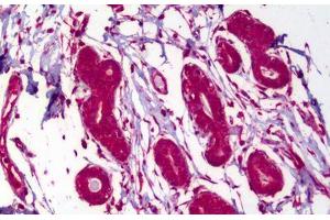 Anti-MAPK8 / JNK1 antibody IHC staining of human breast. (JNK antibody)