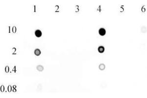 5-Hydroxymethylcytosine (5-hmC) antibody (mAb) tested by dot blot analysis. (5-Hydroxymethylcytosine antibody)